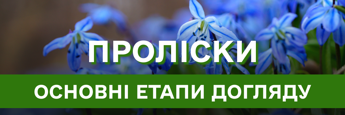 Перші паростки рослин у вашому саду – особливості вирощування та догляду за пролісками