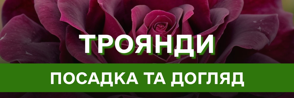 Символ краси та витонченості: секрети догляду та вирощування королеви квітів – троянди