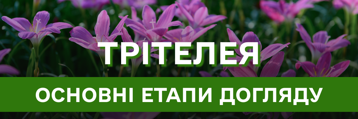 Трітелея – яскрава ніжність у вашому саду: особливості вирощування та догляду