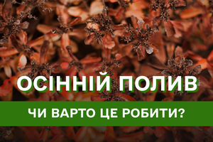 Останній полив: чи варто поливати рослини восени?