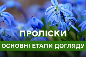 Перші паростки рослин у вашому саду – особливості вирощування та догляду за пролісками