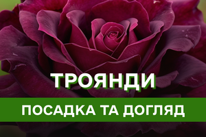 Символ краси та витонченості: секрети догляду та вирощування королеви квітів – троянди