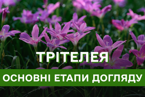 Трітелея – яскрава ніжність у вашому саду: особливості вирощування та догляду