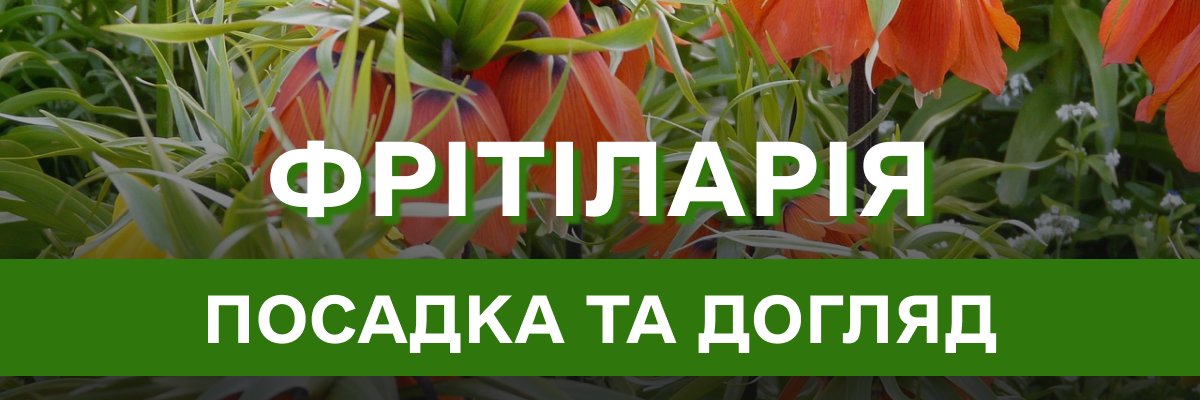 Фрітіларія – особливості вирощування, посадки та догляду