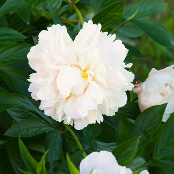 Півонія "Gardenia" 1 шт в упаковці