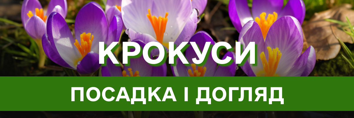 Крокуси – яскраві весняні квіти для вашого саду: все, що треба знати про посадку, догляд та вирощування