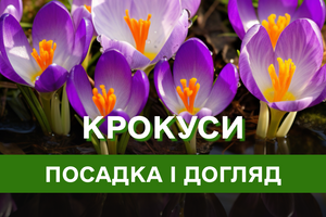 Крокуси – яскраві весняні квіти для вашого саду: все, що треба знати про посадку, догляд та вирощування