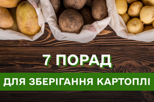 Як зберігати картоплю, щоб вона не проросла: ефективні поради