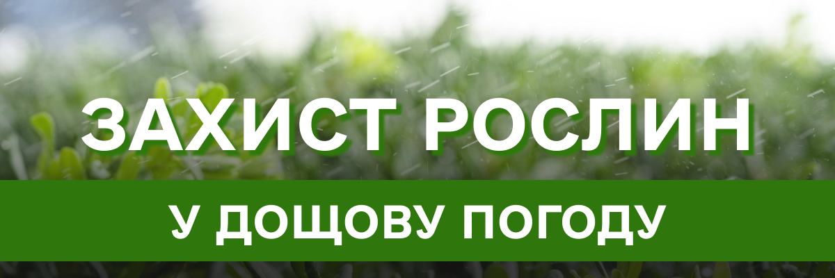 Як захистити рослини від гнилі та застою води в дощову погоду?