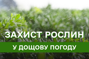 Як захистити рослини від гнилі та застою води в дощову погоду?