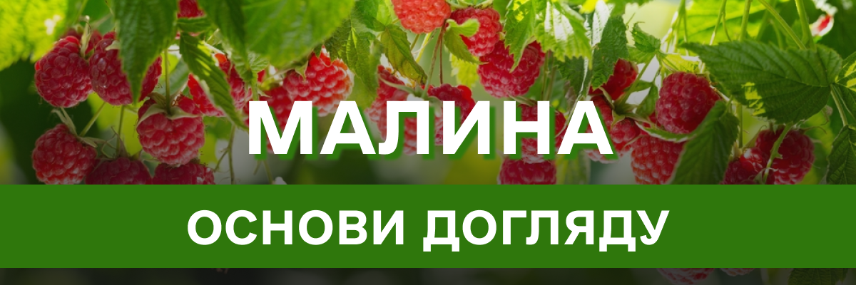 Ласкаво просимо до малинового саду: посадка, види та сорти, як доглядати та боротися зі шкідниками малини