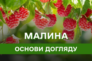 Ласкаво просимо до малинового саду: посадка, види та сорти, як доглядати та боротися зі шкідниками малини