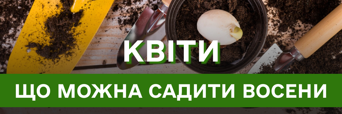 Не тільки троянди та нарциси: квіти, які можна посадити саме в жовтні