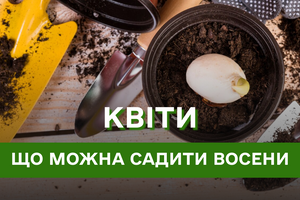 Не тільки троянди та нарциси: квіти, які можна посадити саме в жовтні