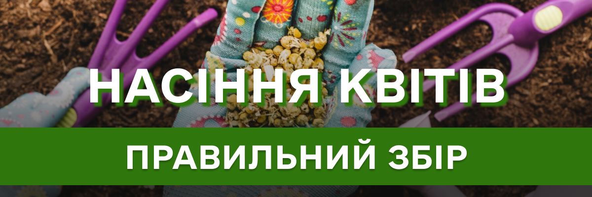 Як правильно збирати насіннєві коробочки після цвітіння квітів