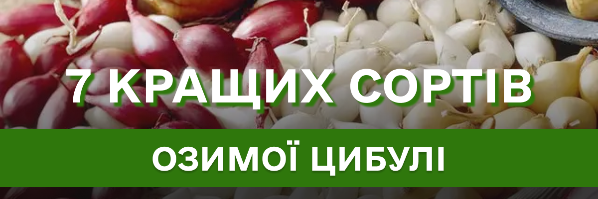 7 найкращих сортів озимої цибулі за відгуками дачників