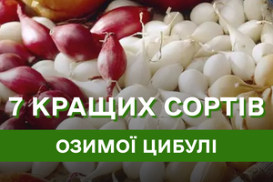 7 найкращих сортів озимої цибулі за відгуками дачників