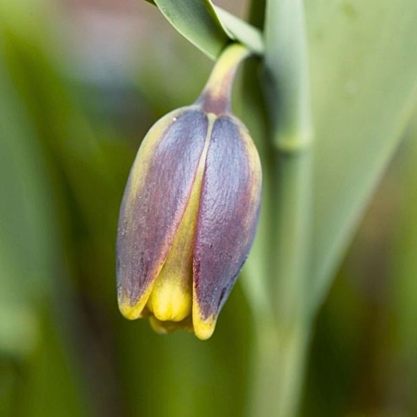 Фрітіларія "Uva Vulpis" (розмір 5/6, середній) 5шт в упаковці