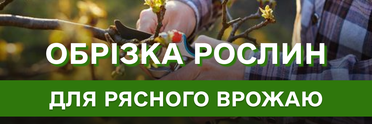 Як правильно обрізати рослини на зиму: малина, смородина, аґрус — секрети рясного врожаю наступного сезону