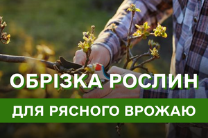 Як правильно обрізати рослини на зиму: малина, смородина, аґрус — секрети рясного врожаю наступного сезону