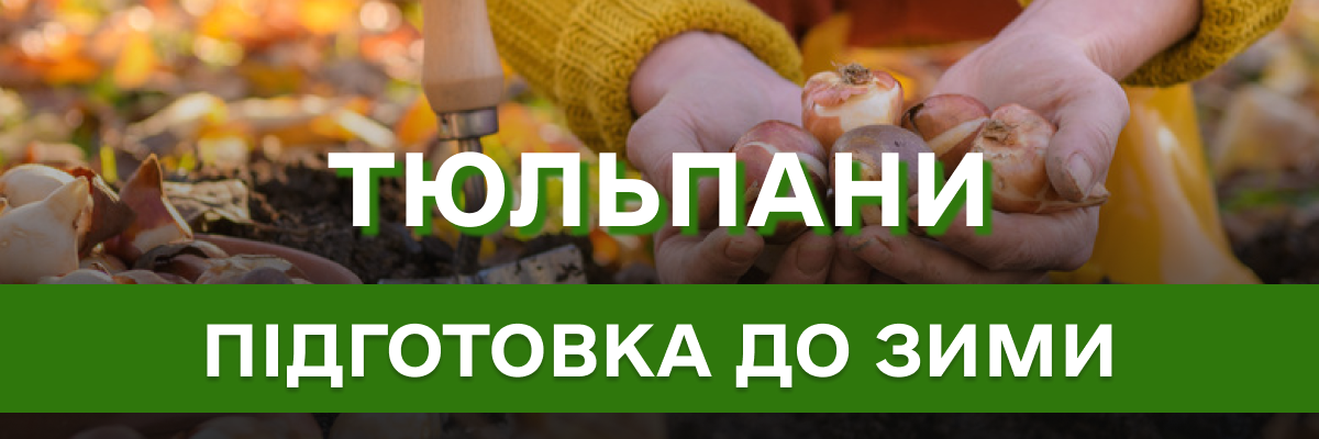 Таємниці осінньої посадки тюльпанів: відповіді на поширені запитання