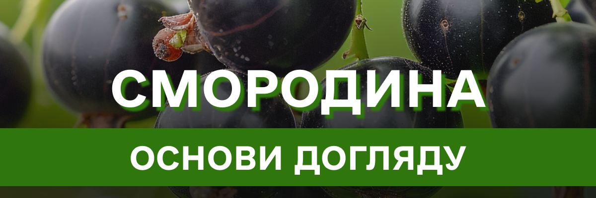 Смородина – усе, що потрібно знати для успішного вирощування та догляду