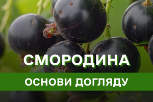 Смородина – усе, що потрібно знати для успішного вирощування та догляду