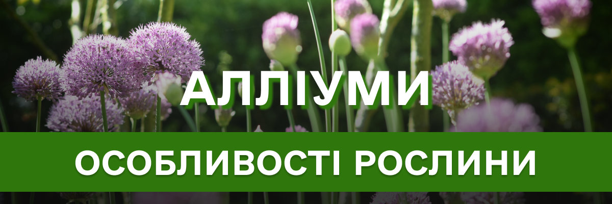 Космічні Алліуми – все що треба знати про посадку та догляд