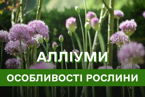 Космічні Алліуми – все що треба знати про посадку та догляд