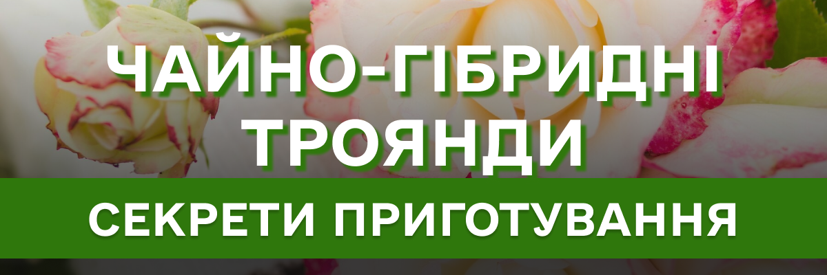 Чайно-гібридні троянди: особливості виду, посадка восени, все що треба знати