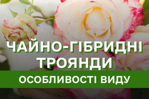 Чайно-гібридні троянди: особливості виду, посадка восени, все що треба знати