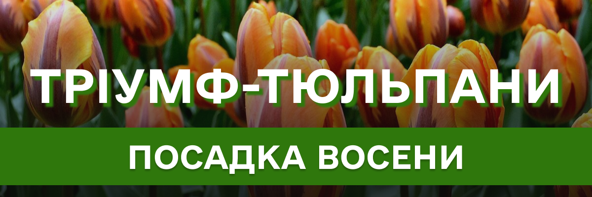 Тріумф-тюльпани: особливості виду, посадка восени, все що треба знати