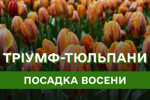 Тріумф-тюльпани: особливості виду, посадка восени, все що треба знати