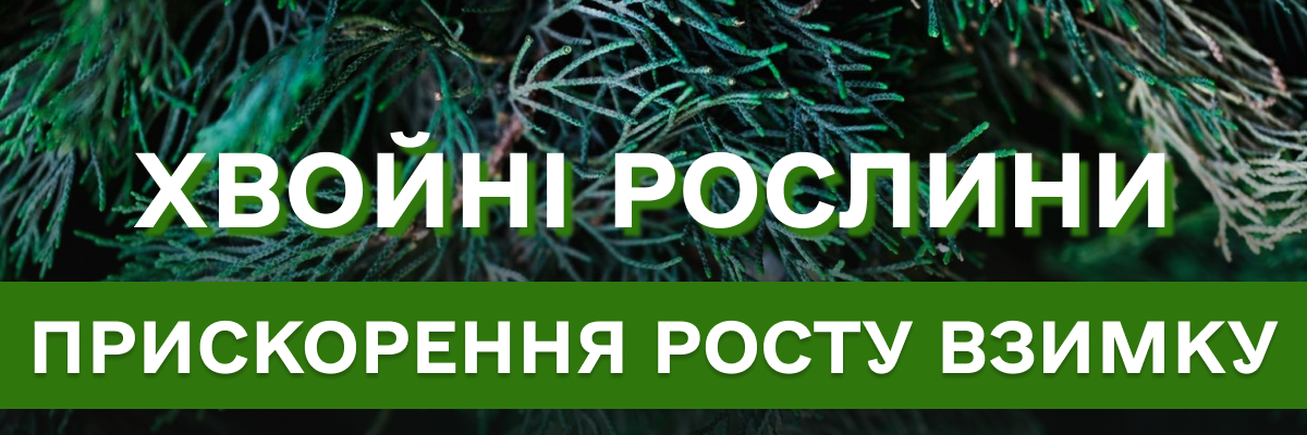 Как помочь хвойным растениям активно расти за зиму?