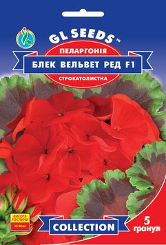 Насіння Пеларгонiї F1 Блек Вельвет Ред 5шт. Collection TM GL Seeds