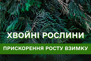 Як допомогти хвойним рослинам активно рости за зиму?