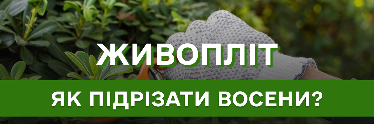 Як підрізати живопліт восени: секрети густої огорожі