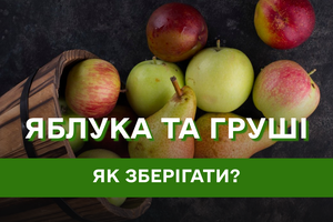 Як зберігати яблука та груші на зиму?