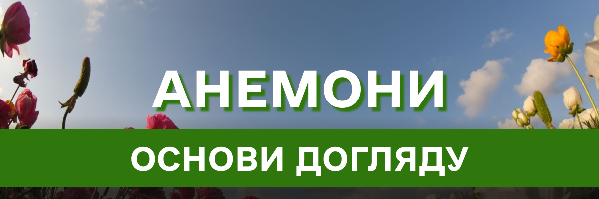 Квітуча краса анемони: все, що потрібно знати про вирощування