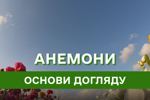 Квітуча краса анемони: все, що потрібно знати про вирощування