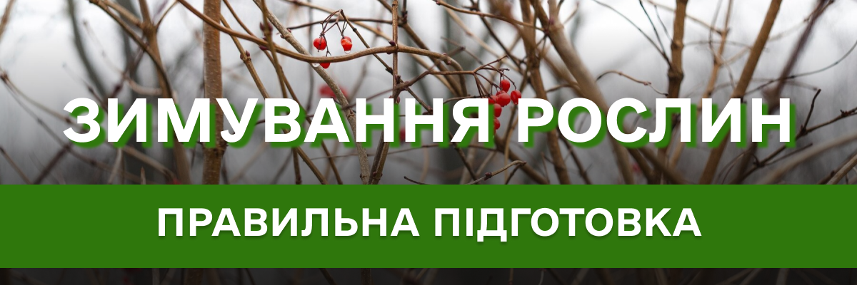 Как подготовить растения к зимовке: какие выкопать, а какие замульчировать