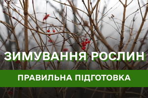 Як підготувати рослини до зимування: які викопати, а які замульчувати