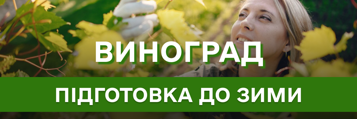 Як правильно підготувати виноград до зими: поради досвідчених садівників