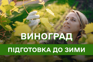 Як правильно підготувати виноград до зими: поради досвідчених садівників