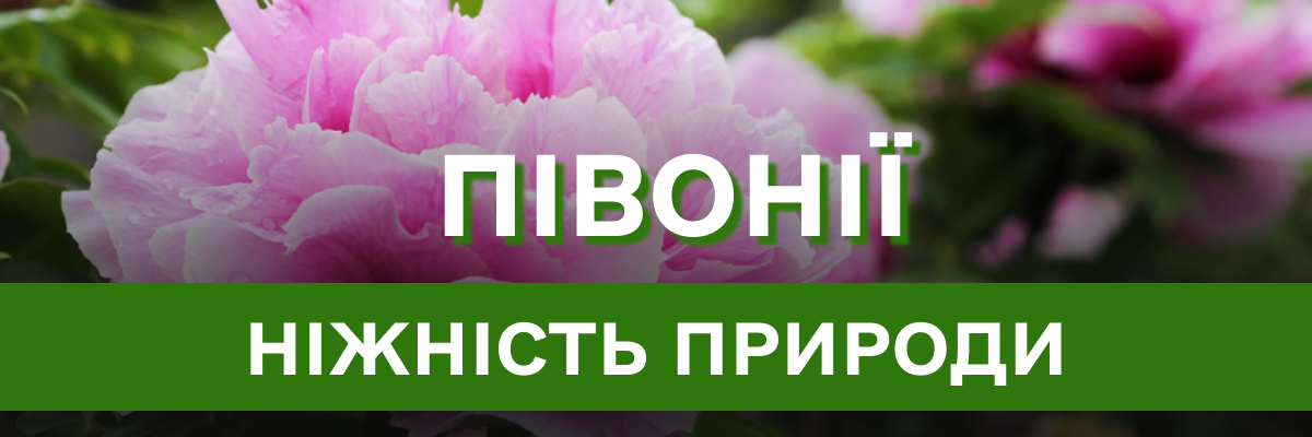 Чарівний світ півоній: секрети догляду та вирощування