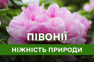 Чарівний світ півоній: секрети догляду та вирощування