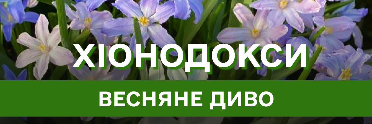 Хіонодокси: витончені весняні квіти для яскравого початку сезону