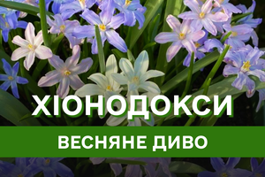 Хіонодокси: витончені весняні квіти для яскравого початку сезону