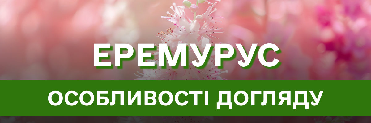 Еремурус – «хвіст пустелі» у вашому саду: все, що треба знати про посадку, догляд та вирощування