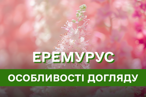 Еремурус – «хвіст пустелі» у вашому саду: все, що треба знати про посадку, догляд та вирощування